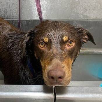 Rescue Australian Kelpie Dogs for Adoption in Driggs, Idaho - Butter | PetCurious