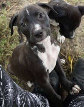 Matilda -  Beagle Dog for Adoption in Carmel Hamlet, New York - Matilda | PetCurious