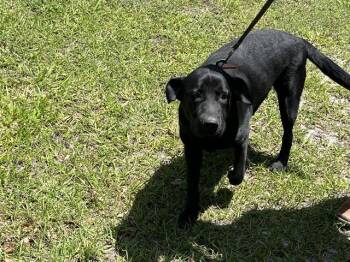 Labrador Retriever Dogs Available for Adoption in Fort Myers, Florida - GLORIA | PetCurious