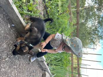 Kavik -  German Shepherd Dog and Husky Dog for Adoption in Cambridge, Ontario - Kavik | PetCurious