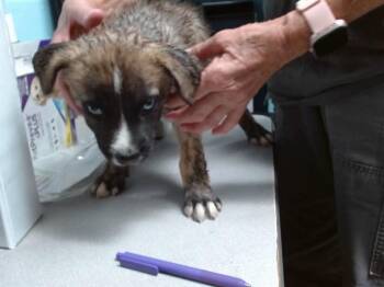 DUTCH -  Australian Cattle Dog Blue Heeler and Mixed Breed Dog for Adoption in Albuquerque, New Mexico - DUTCH | PetCurious