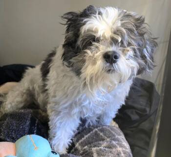 Shih Tzu Dogs Available for Adoption - 26-80 Delta | PetCurious