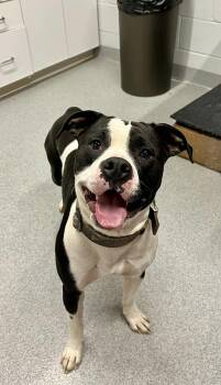 Mixed Breed Dogs Available for Adoption - Winston | PetCurious