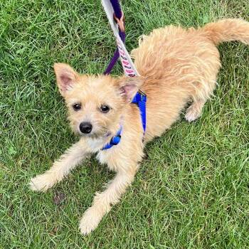 Rescue Mixed Breed Dogs for Adoption in Wantagh, New York - Chex | PetCurious
