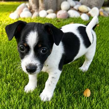 Pickpocket Penny -  Chihuahua and Pug Dog for Adoption in Westminster, California - Pickpocket Penny | PetCurious