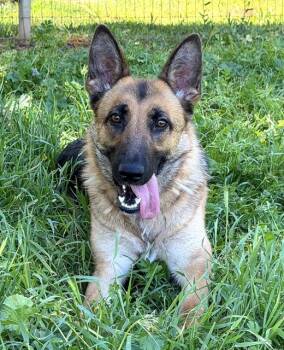 German Shepherd Dog Dogs Available for Adoption - LENA | PetCurious