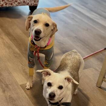 Yellow Labrador Retriever and Beagle Dogs Available for Adoption in Los Angeles, California - Meriweather | PetCurious