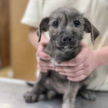 Jolene-4905 -  Terrier and Mixed Breed Dog for Adoption in Tyler, Texas - Jolene-4905 | PetCurious
