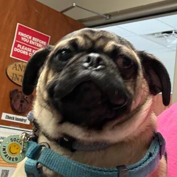 Pug Dogs Available for Adoption - Amadeaus | PetCurious