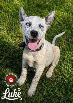 Luke -  Cattle Dog Dog Available for Adoption in Joliet, Illinois - Luke | PetCurious