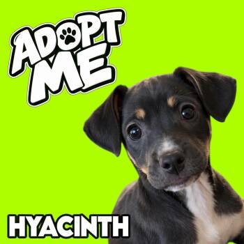 Eloise -  Chihuahua Dog for Adoption in Ferndale, Michigan - Eloise | PetCurious