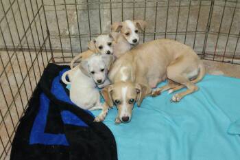Banana Pudding -  Chihuahua Dog for Adoption in Blue Springs, Missouri - Banana Pudding | PetCurious