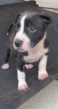 LilyPad “Lily” (Riverbank Litter) -  American Bulldog and American Staffordshire Terrier Dog for Adoption in Gillsville, Georgia - LilyPad “Lily” (Riverbank Litter) | PetCurious