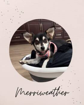 MERRIWEATHER -  Chihuahua Dog for Adoption in Coquitlam, British Columbia - MERRIWEATHER | PetCurious