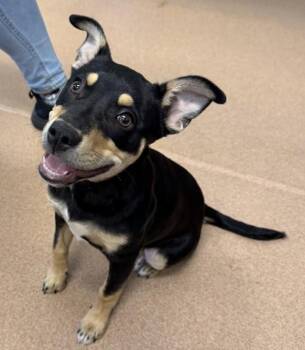 Rottweiler and Australian Kelpie Dogs Available for Adoption - Bonnie | PetCurious
