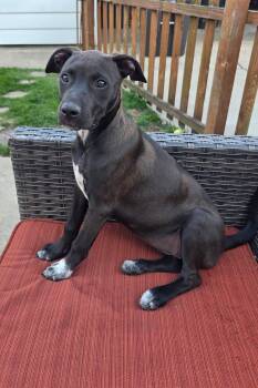 Australian Cattle Dog Blue Heeler and American Staffordshire Terrier Dogs Available for Adoption in Muskego, Wisconsin - Piper The Precious Puppy! | PetCurious