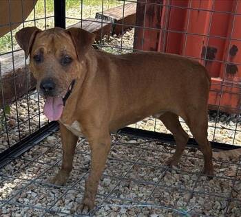 A658754 -  Labrador Retriever Dog for Adoption in Houston, Texas - A658754 | PetCurious