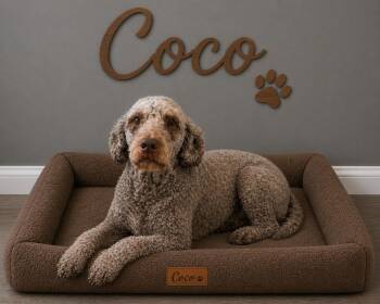 Goldendoodle Dogs Available for Adoption in Momence, Illinois - Coco | PetCurious