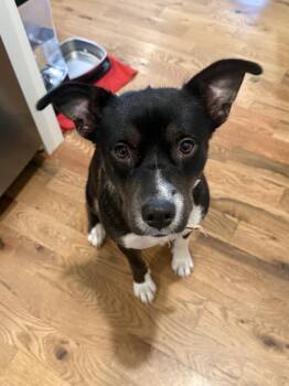 Valley Girl -  Terrier Dog for Adoption in Nashville, Tennessee - Valley Girl | PetCurious