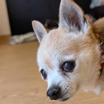 Periwinkle 14193 -  Chihuahua Dog for Adoption in San Francisco, California - Periwinkle 14193 | PetCurious