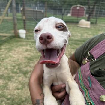 Rescue Mixed Breed Dogs for Adoption in Seguin, Texas - Bullseye | PetCurious