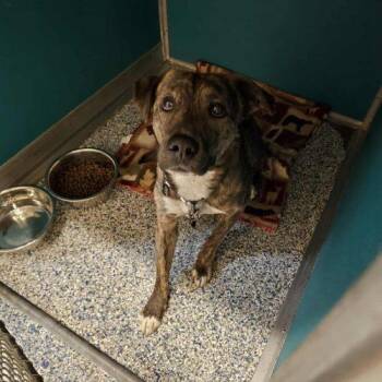 Terrier and Mixed Breed Dogs Available for Adoption in Burlington, Iowa - Chip | PetCurious