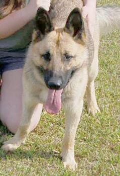 NATE -  German Shepherd Dog Dog for Adoption in Preston, Connecticut - NATE | PetCurious