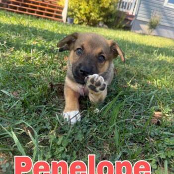 Penelope -  German Shepherd Dog and Boxer Dog for Adoption in Christiansburg, Virginia - Penelope | PetCurious
