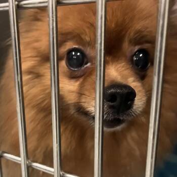 Foxy -  Mixed Breed Dog for Adoption in Philadelphia, Pennsylvania - Foxy | PetCurious
