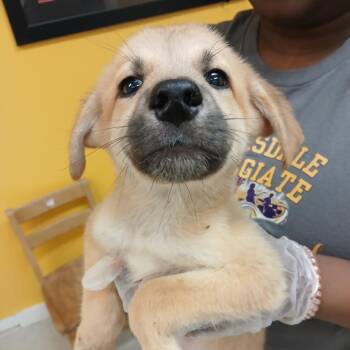 Wario -  Jack Russell Terrier Dog for Adoption in Clarksdale, Mississippi - Wario | PetCurious