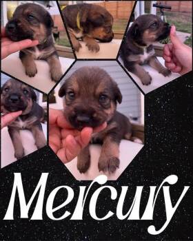 Beagle and Foxhound Dogs Available for Adoption - Mercury | PetCurious