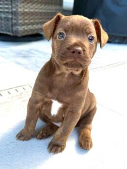 French Bulldog and Chihuahua Dogs Available for Adoption in Sunrise, Florida - Titanium | PetCurious