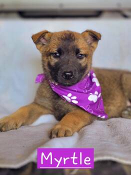 Belgian Shepherd Malinois Dogs Available for Adoption in Walthill, Nebraska - Myrtle | PetCurious