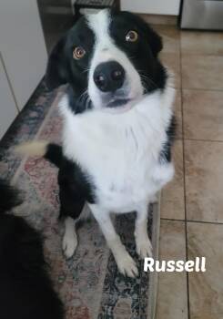 Rescue Border Collie Dogs for Adoption in Seymour, Indiana - Russell | PetCurious