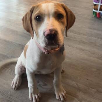 Rotundus -  Mixed Breed Dog for Adoption in Savannah, Georgia - Rotundus | PetCurious