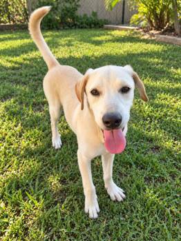 Antonio -  Labrador Retriever Dog for Adoption in Glen Rock, New Jersey - Antonio | PetCurious