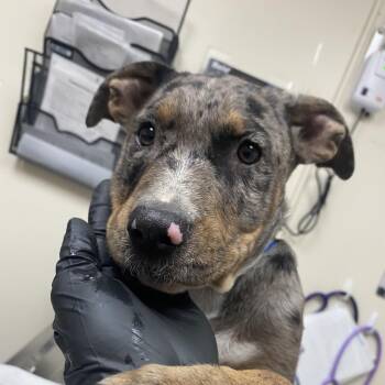 Mexico -  Catahoula Leopard Dog and Australian Shepherd Dog for Adoption in Lakeland, Florida - Mexico | PetCurious
