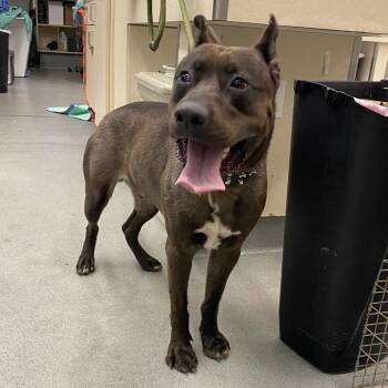 Bobby Bear -  Shepherd and Pit Bull Terrier Dog for Adoption in Westminster, California - Bobby Bear | PetCurious