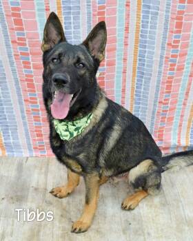 Tibbs -  German Shepherd Dog Dog Available for Adoption in Gautier, Mississippi - Tibbs | PetCurious