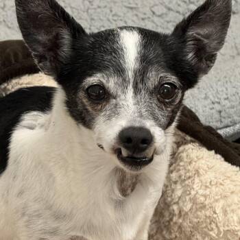 Chihuahua Dogs Available for Adoption in Auburn, Nebraska - Violet | PetCurious