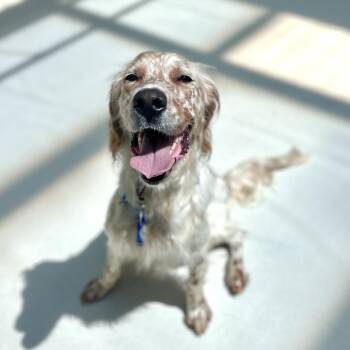 Cooper -  English Setter Dog for Adoption in Warwick, Rhode Island - Cooper | PetCurious