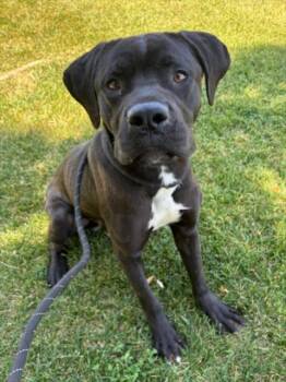 Cane Corso Dogs Available for Adoption in Woodland, California - *JOURNEY | PetCurious