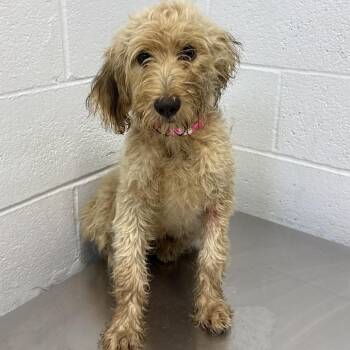 Iced Americano with Cream -  Terrier and Poodle Dog for Adoption in Hattiesburg, Mississippi - Iced Americano With Cream | PetCurious