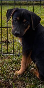 Rescue Rottweiler and English Pointer Dogs for Adoption in Gilbert, Arizona - Tad | PetCurious