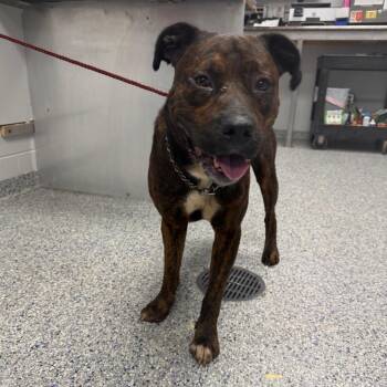 Rolo/Rambo -  Mixed Breed Dog for Adoption in Greenville, South Carolina - Rolo/Rambo | PetCurious