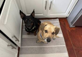 Mixed Breed Dogs Available for Adoption - Aiden & Finn | PetCurious