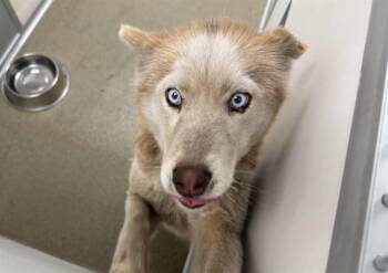 CIRCUS -  Husky and Mixed Breed Dog for Adoption in Omaha, Nebraska - CIRCUS | PetCurious