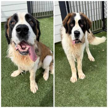 El Toro -  Saint Bernard Dog for Adoption in Zionsville, Indiana - El Toro | PetCurious