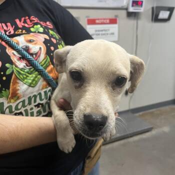 Jack -  Chihuahua Dog for Adoption in Yuma, Arizona - Jack | PetCurious