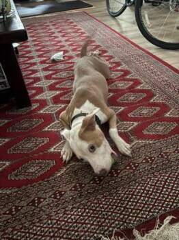 Spirella -  Mixed Breed Dog for Adoption in Chamblee, Georgia - Spirella | PetCurious